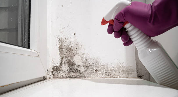 Best Water damage restoration experts  in Coon Rapids, MN