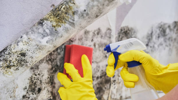 Best Mold removal after water damage  in Coon Rapids, MN